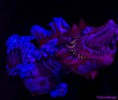 /album/quand-limaginaire-rentre-le-reel-ou-lille-3000/dragon1-jpg/