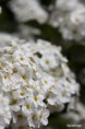 /album/un-coup-doeil-dans-le-jardin-/a006-jpg/