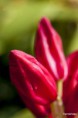 /album/un-coup-doeil-dans-le-jardin-/a009-jpg/