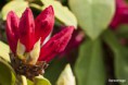 /album/un-coup-doeil-dans-le-jardin-/a012-jpg/