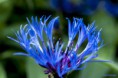 /album/un-coup-doeil-dans-le-jardin-/a013-jpg/