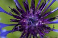 /album/un-coup-doeil-dans-le-jardin-/a014-jpg/