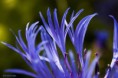 /album/un-coup-doeil-dans-le-jardin-/a024-jpg/