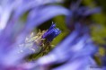 /album/un-coup-doeil-dans-le-jardin-/a022-jpg/