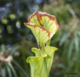 /album/jardin-botanique-de-meise-tresor-naturel-/a004-jpg/