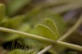 /album/jardin-botanique-de-meise-tresor-naturel-/a006-jpg1/