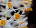 /album/jardin-botanique-de-meise-tresor-naturel-/a010-jpg/