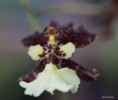 /album/jardin-botanique-de-meise-tresor-naturel-/a011-jpg/