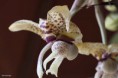 /album/jardin-botanique-de-meise-tresor-naturel-/a012-jpg1/