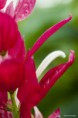 /album/jardin-botanique-de-meise-tresor-naturel-/a019-jpg/