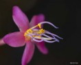 /album/jardin-botanique-de-meise-tresor-naturel-/a025-jpg/