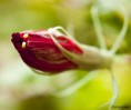 /album/jardin-botanique-de-meise-tresor-naturel-/a037-jpg/