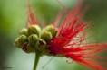 /album/jardin-botanique-de-meise-tresor-naturel-/a049-jpg/