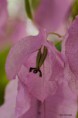/album/jardin-botanique-de-meise-tresor-naturel-/a053-jpg/