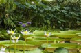 /album/jardin-botanique-de-meise-tresor-naturel-/a056-jpg/