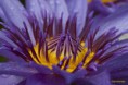 /album/jardin-botanique-de-meise-tresor-naturel-/a059-jpg/