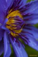 /album/jardin-botanique-de-meise-tresor-naturel-/a063-jpg/