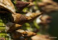 /album/jardin-botanique-de-meise-tresor-naturel-/a078-jpg/