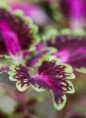 /album/jardin-botanique-de-meise-tresor-naturel-/a084-jpg/
