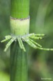 /album/jardin-botanique-de-meise-tresor-naturel-/a085-jpg/