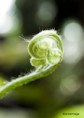 /album/jardin-botanique-de-meise-tresor-naturel-/a087-jpg/