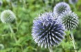 /album/jardin-botanique-de-meise-tresor-naturel-/a116-jpg/