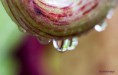 /album/jardin-botanique-de-meise-tresor-naturel-/a066-jpg/