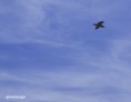 /album/escapade-en-normandie-/liberty-jpg/