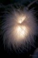 /album/feerie-dun-sapin-/flocon-jpg/